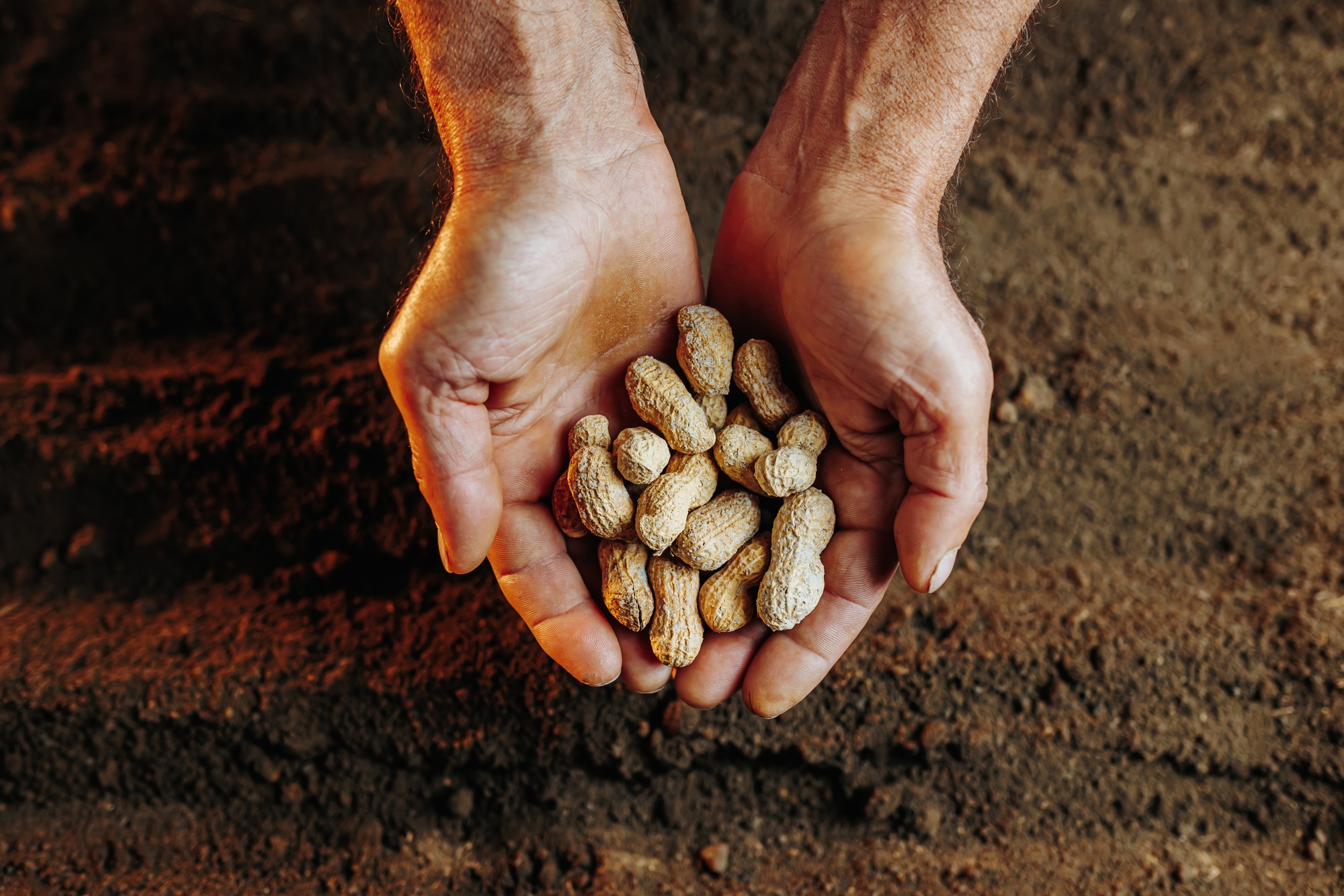 The close-up view of old hands holding a seed,